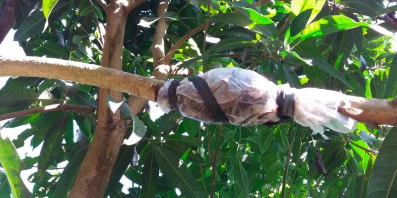 Áp dụng kỹ thuật để có cây con khỏe mạnh, ra hoa trái sớm!