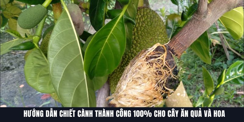 Hướng Dẫn Chiết Cành Thành Công 100% Cho Cây Ăn Quả, Hoa