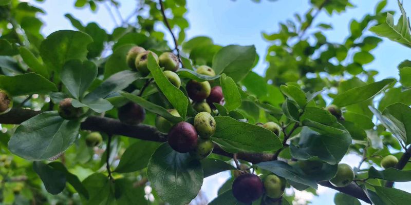 Chiết cành là phương pháp nhân giống đơn giản, tiết kiệm và hiệu quả!