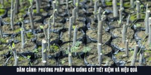 Dăm Cành: Phương Pháp Nhân Giống Cây Tiết Kiệm Và Hiệu Quả