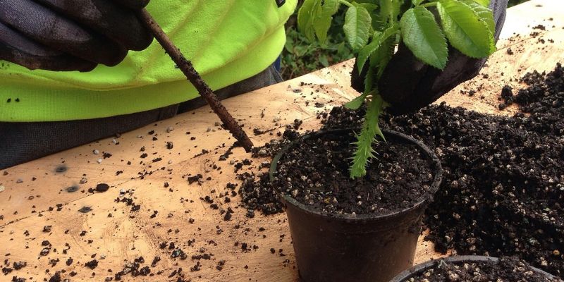 Dăm cành giúp phát triển cây con khỏe mạnh!