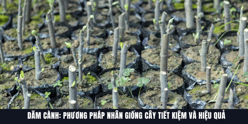Dăm Cành: Phương Pháp Nhân Giống Cây Tiết Kiệm Và Hiệu Quả