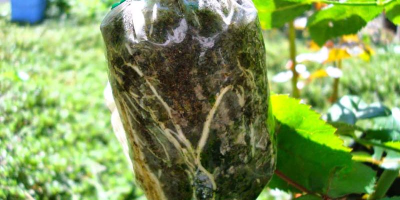 Khám phá kỹ thuật chiết cành để nhân giống cây hiệu quả!