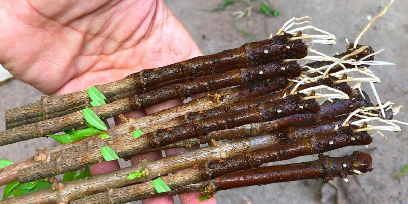 Khám phá phương pháp dăm cành tiết kiệm, năng suất cao!